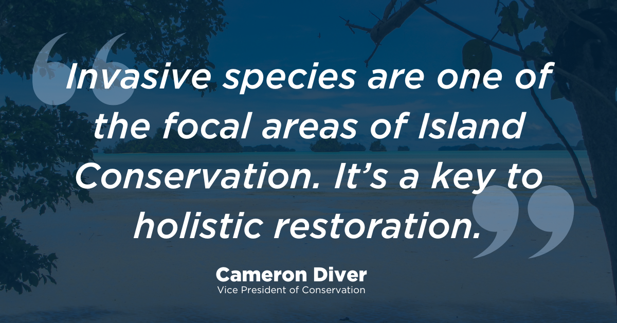 Cameron Diver says, "Invasive species are one of the focal areas of Island Conservation. It's a key to holistic restoration."