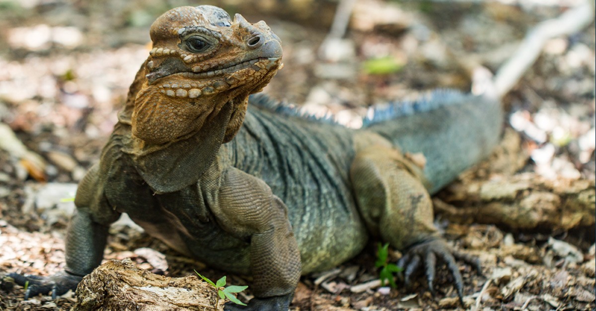 Removing Invasive Species from Mona Island, Puerto Rico will help Critically Endangered Iguana thrive again