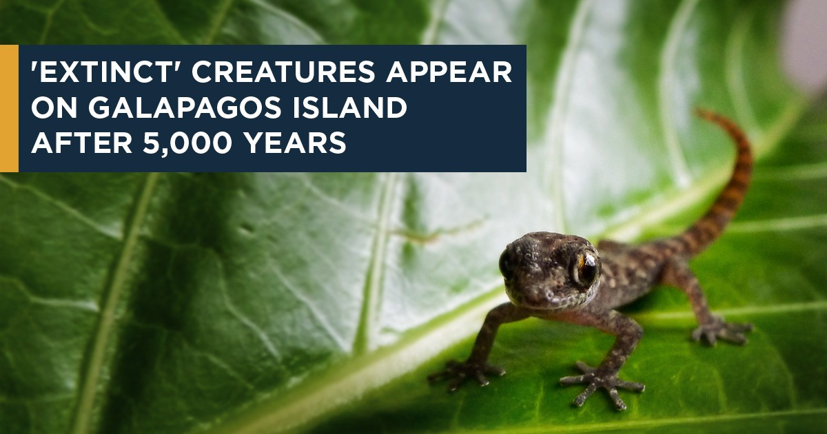 Newsweek: ‘Extinct’ Creatures Appear on Galapagos Island After 5,000 Years