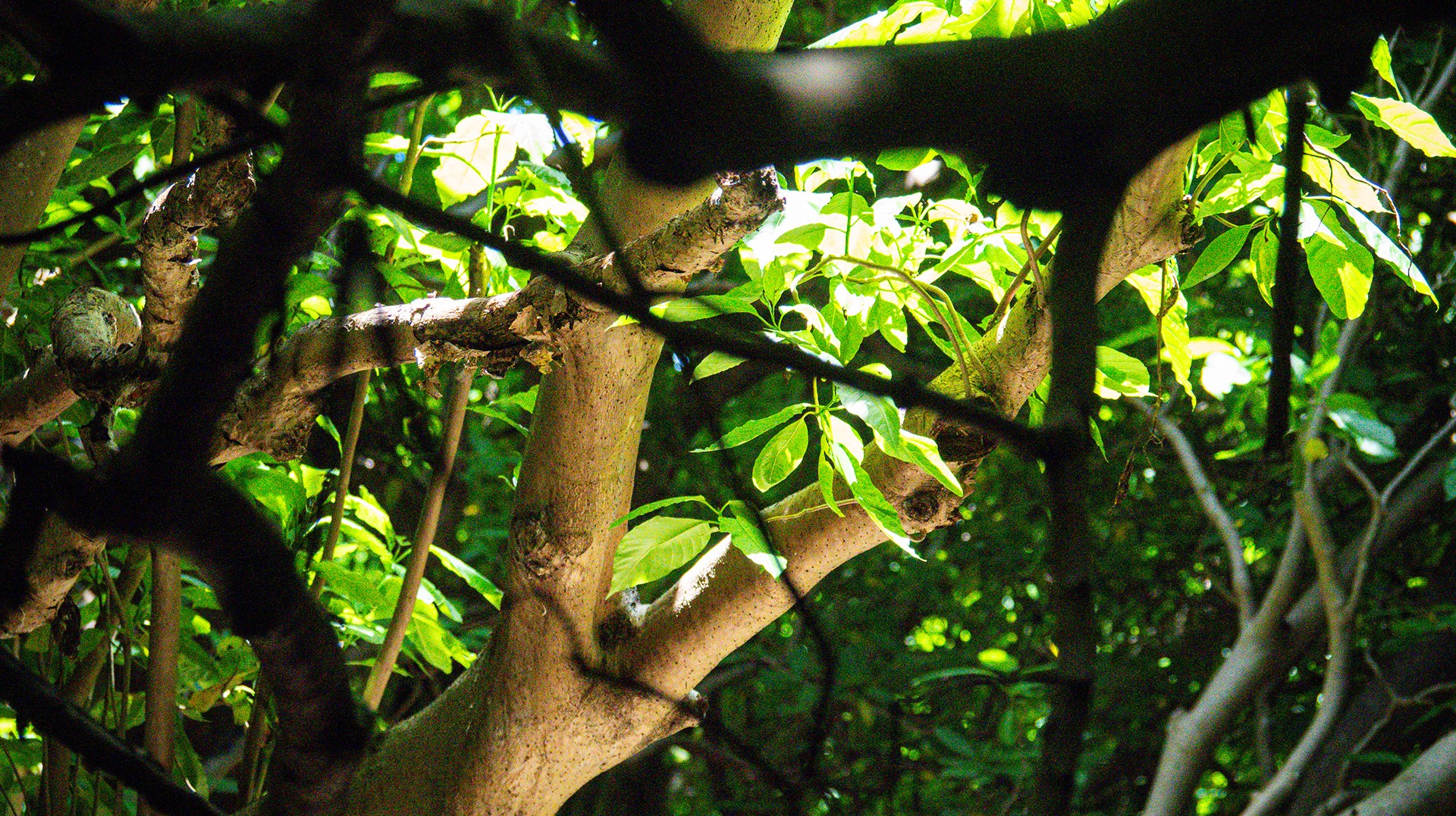 New Paper Shows Invasive Species Removal is a Nature-Based Solution for Climate Resilience