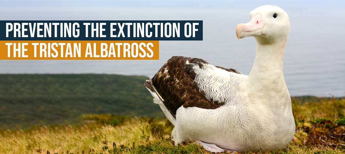 Gough Island: Preventing the extinction of the Tristan albatross