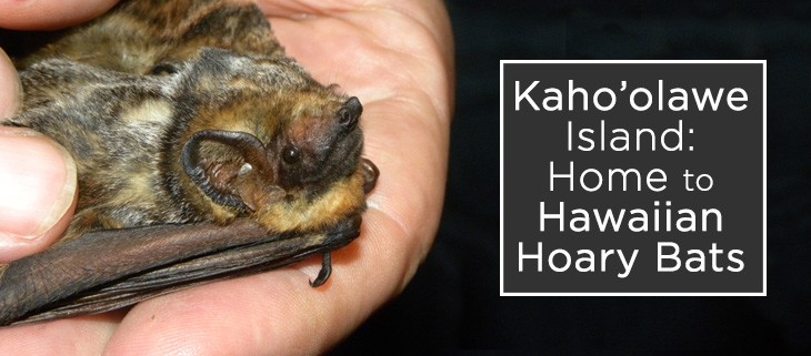 Hawaiian Hoary Bat Confirmed on Kaho’olawe Island