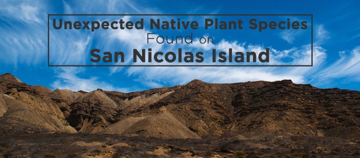 Unexpected Native Plant Species Found on San Nicolas Island