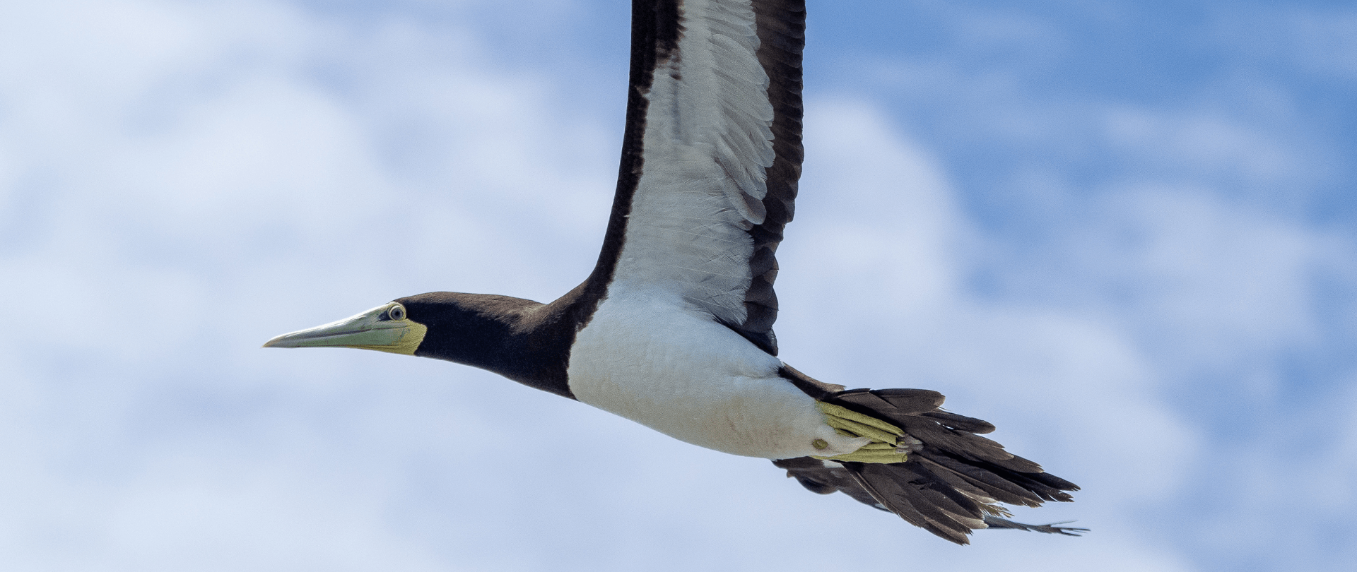 New paper shows the power of rewilding islands through social attraction and translocation