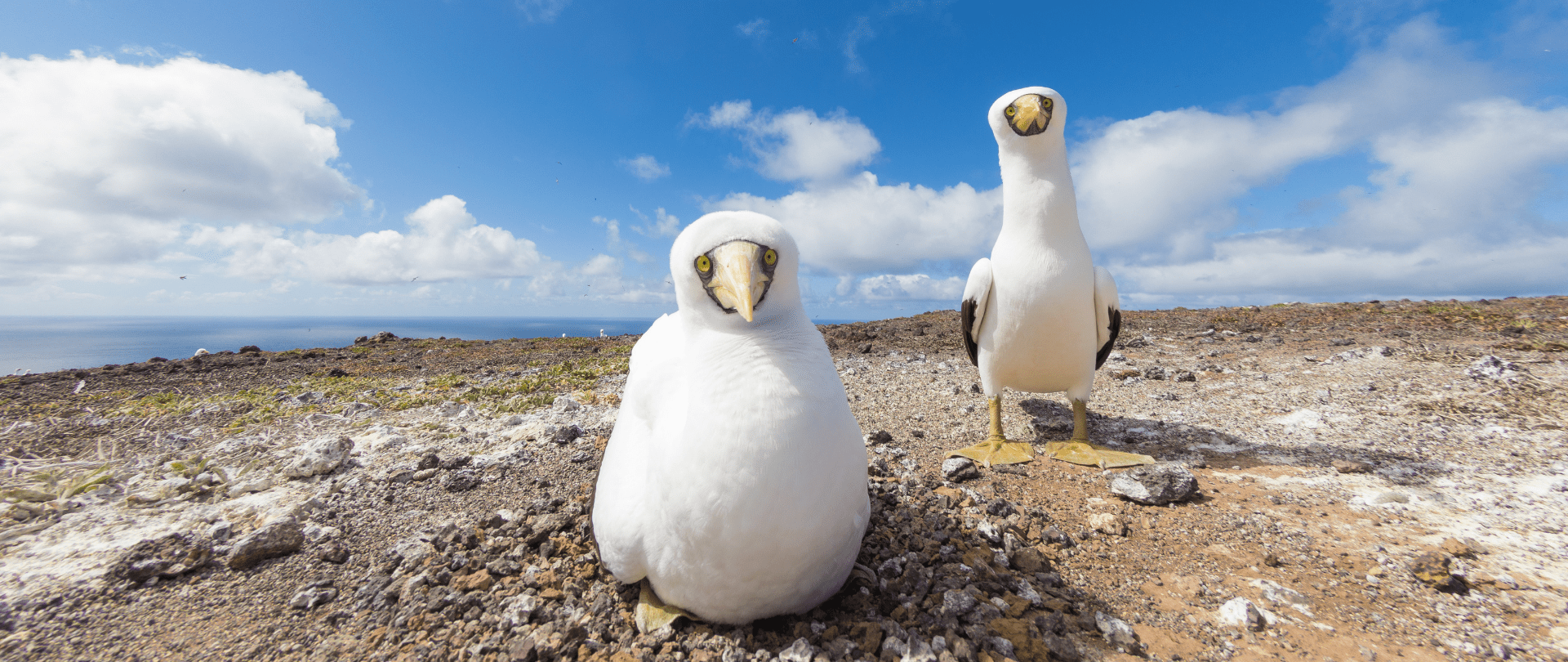 Seabird Deposits and the Future of Atolls