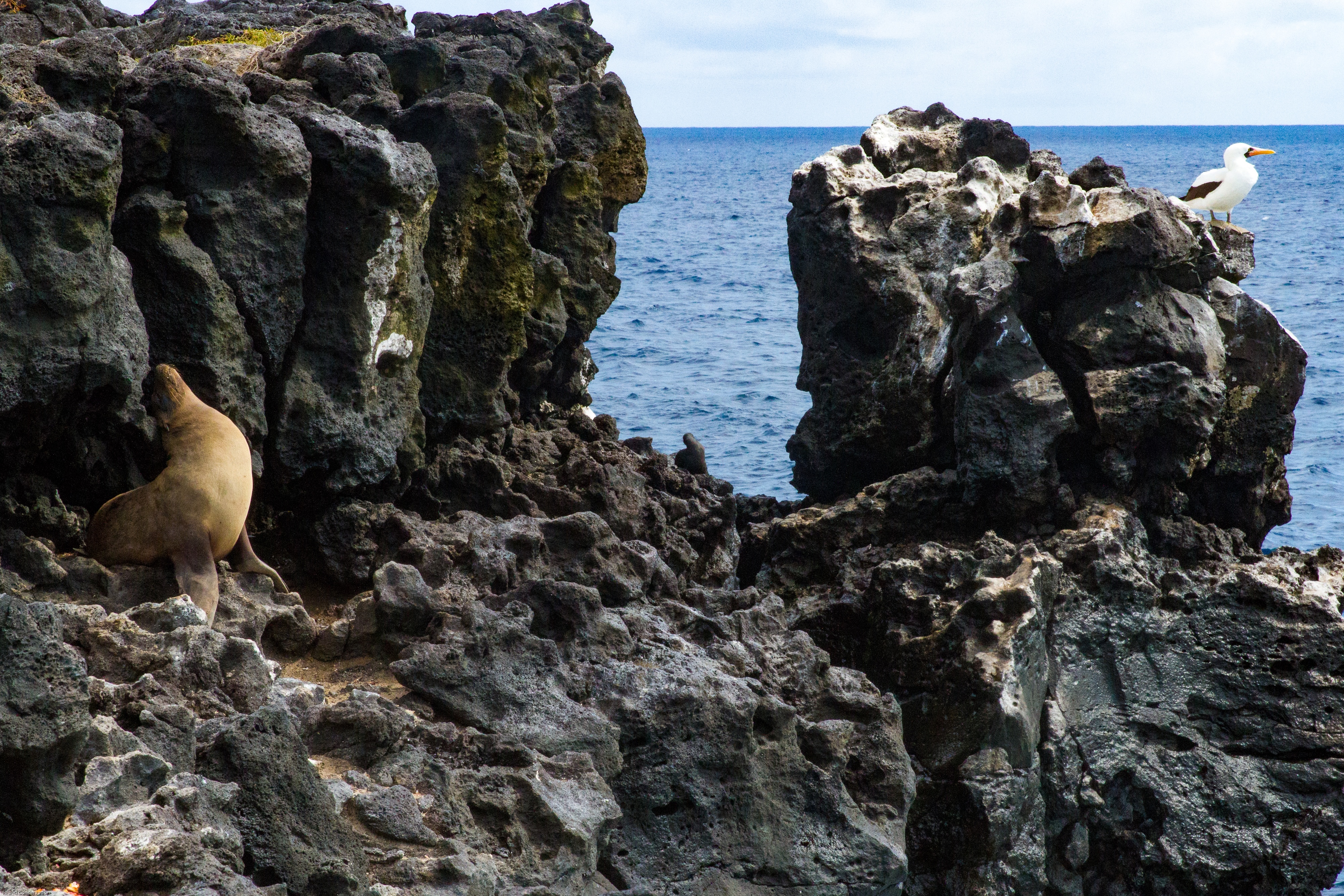 Galapagos Sea Lion and Masked Booby