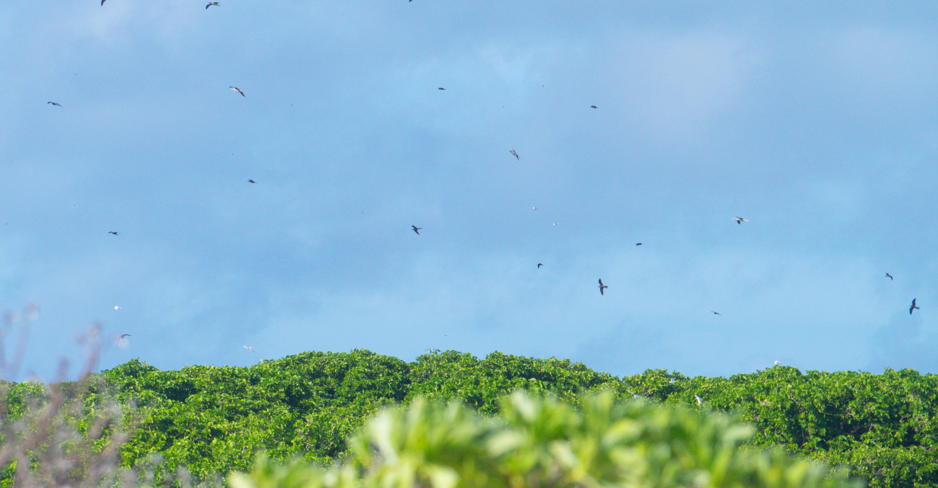 Birds flying on Marshall Islands