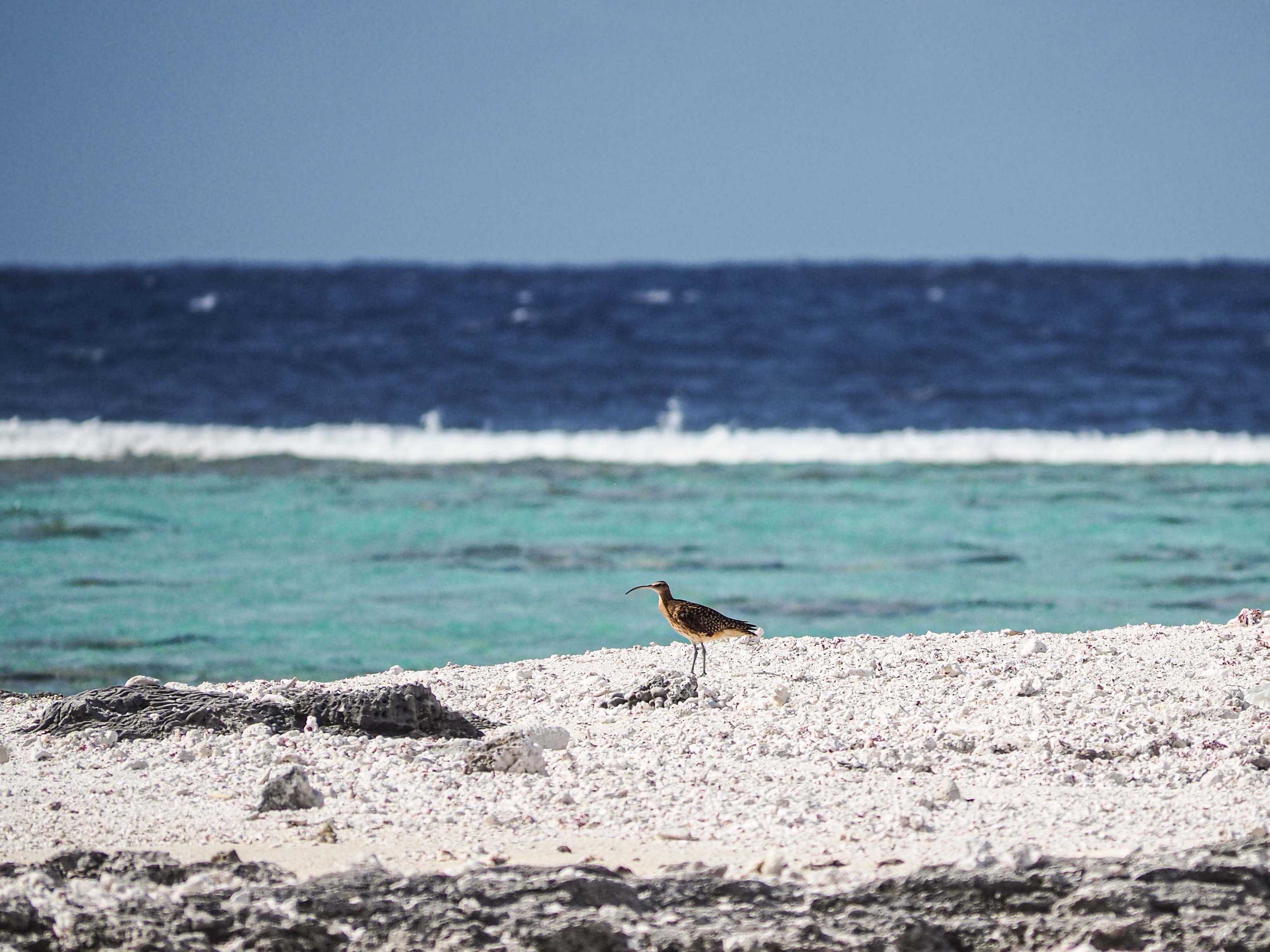 IUCN-listed threatened Bristle-Thighed Curlew on the beach on Bikar Island