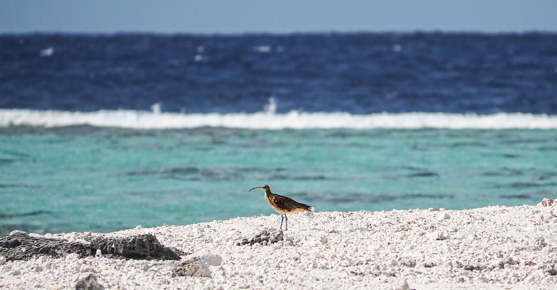 IUCN-listed threatened Bristle-Thighed Curlew on the beach on Bikar Island