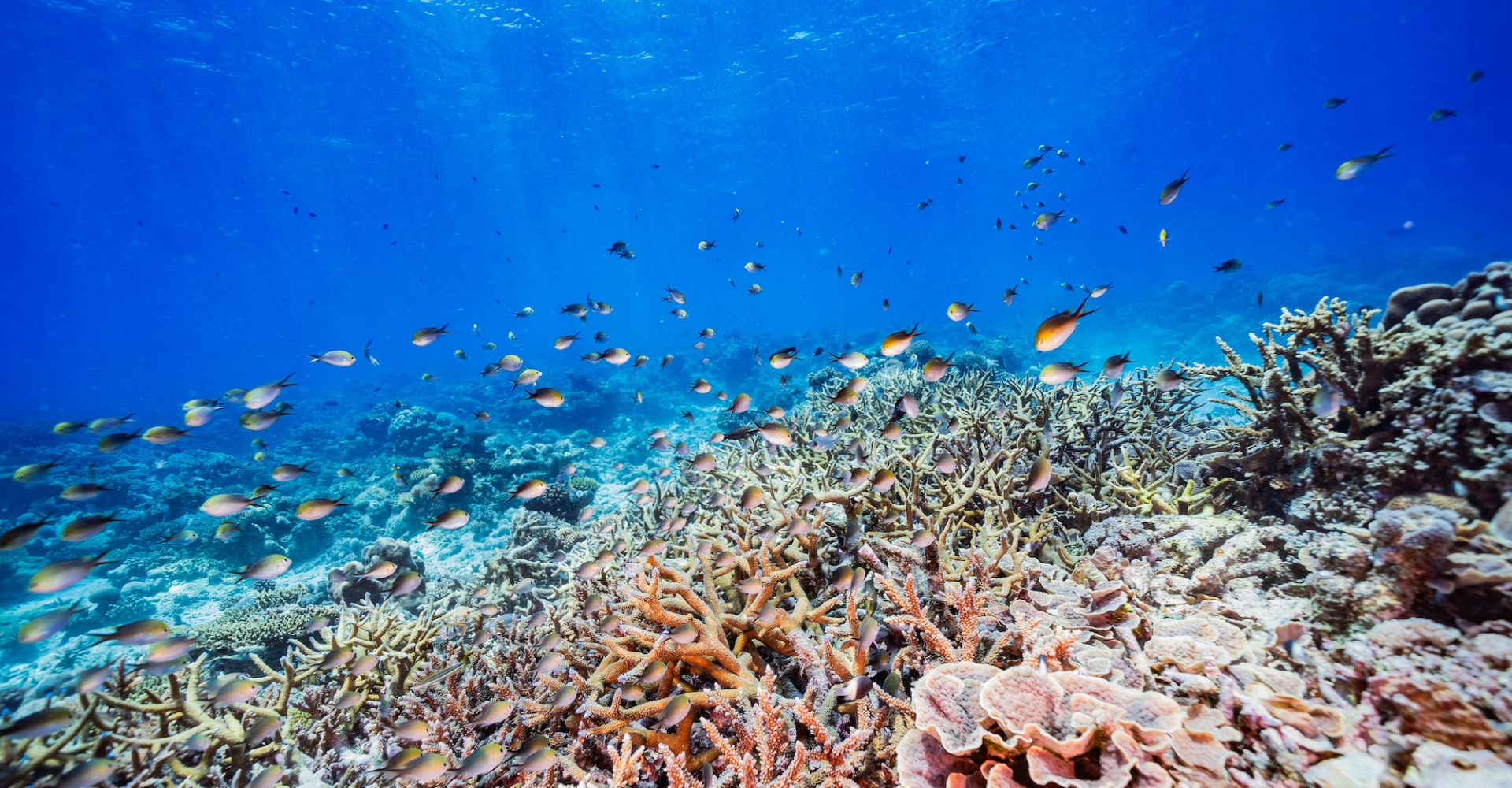 Coral reef ecosystem just off of Mozambique