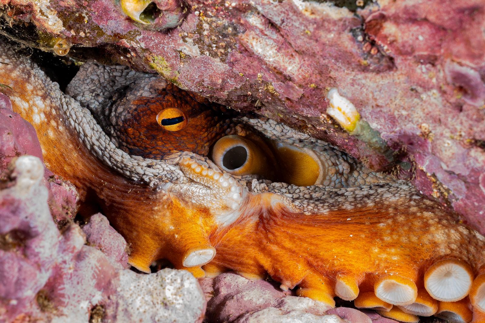 Octopus hiding in Juan Fernandez, Chile. Photo by Andy Mann.