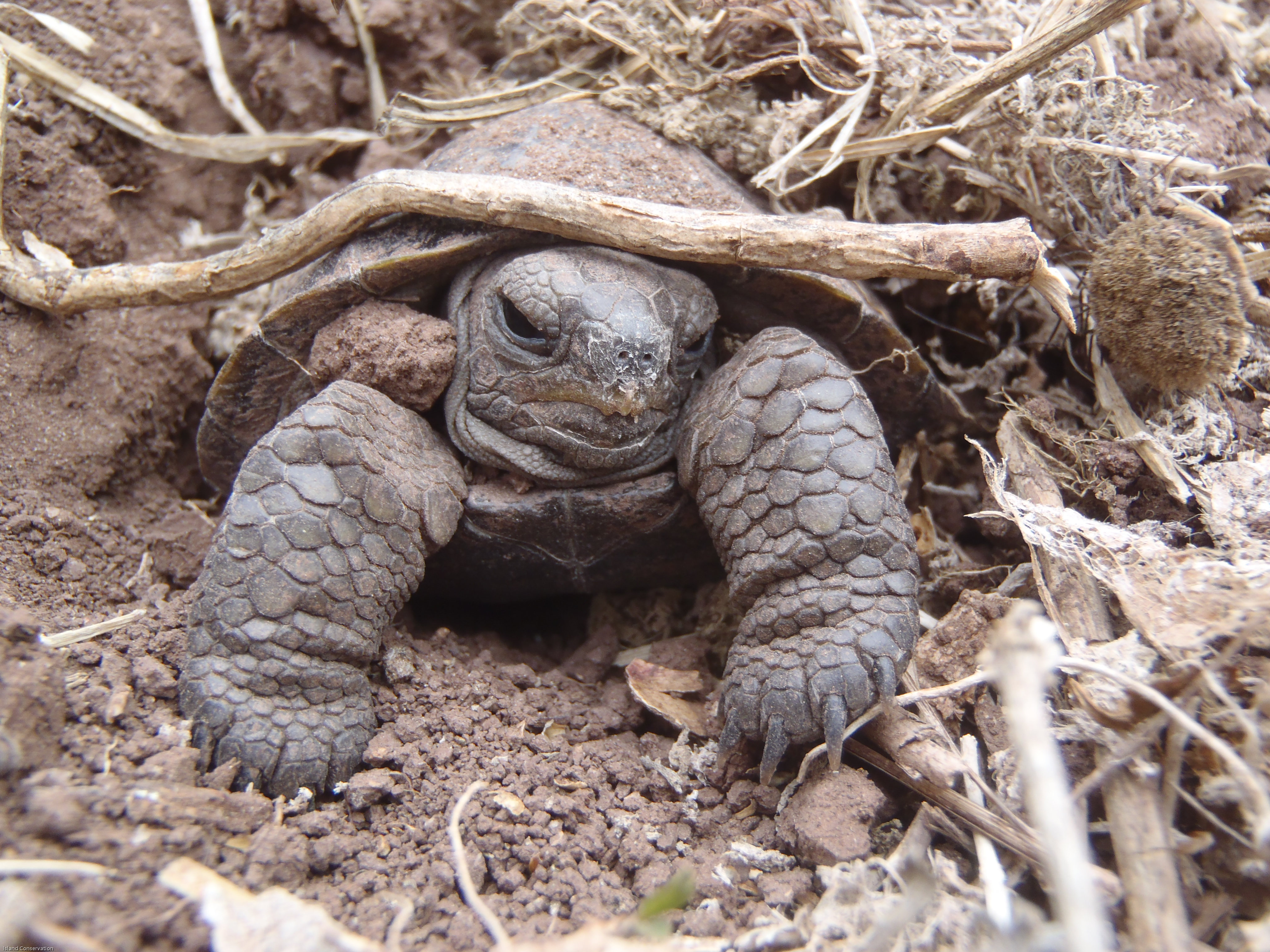 island_conservation_pinzon_tortoise