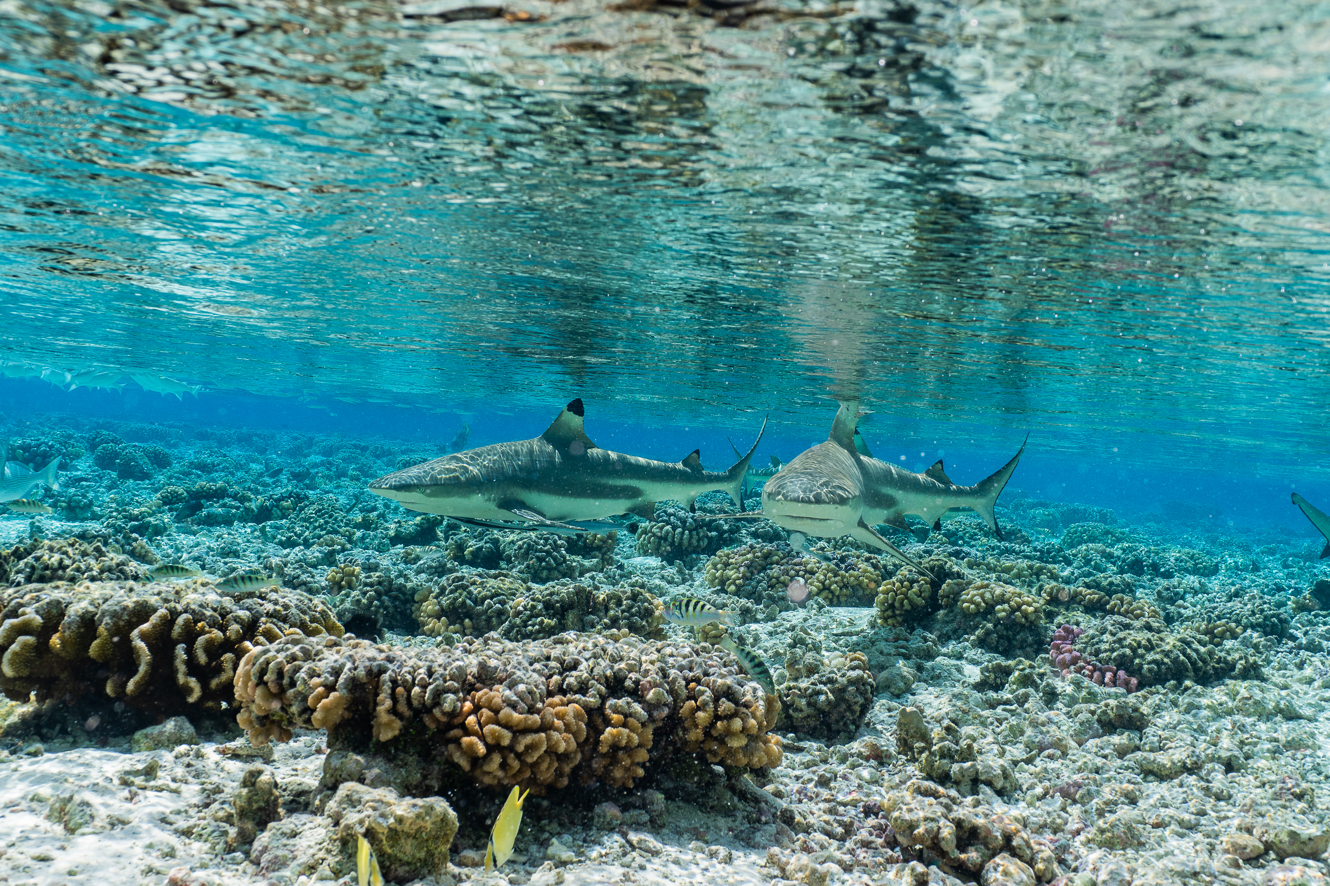 island_conservation_reef_sharks