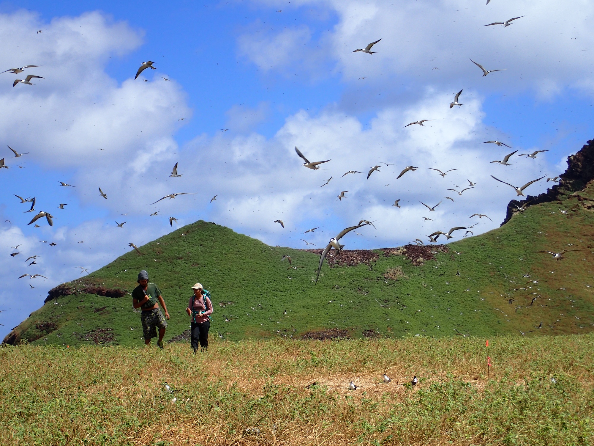 Island_Conservation_Sooty_Terns_French_Polynesia