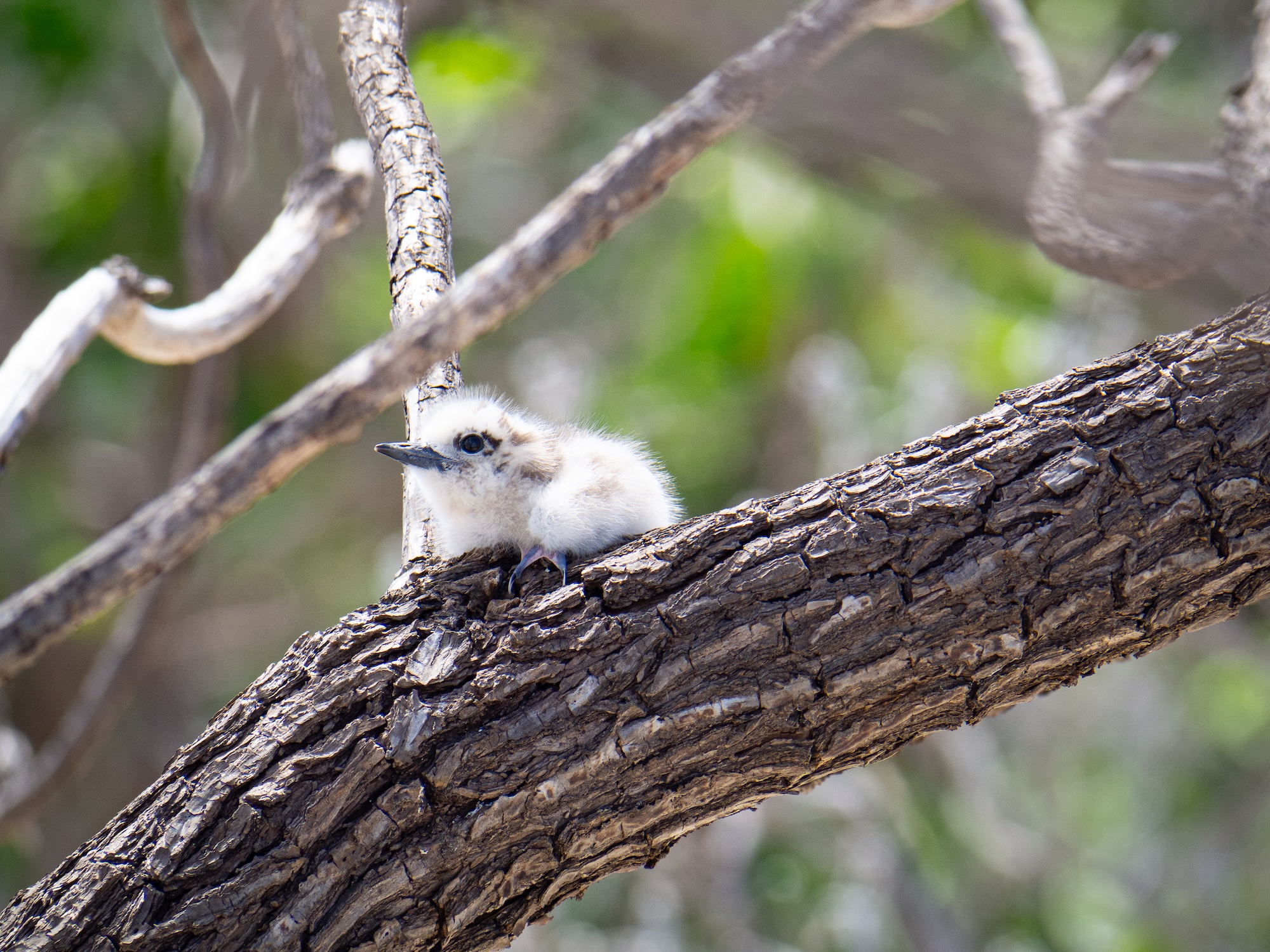 White tern chick_RMI_Bren Ram_Island Conservation