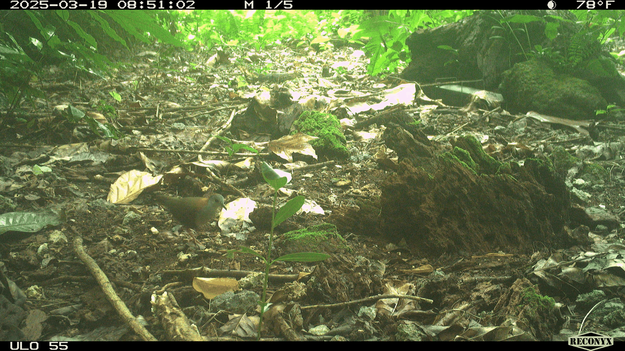 Island_Conservation_Ground_Dove_Trail_Cam_2025