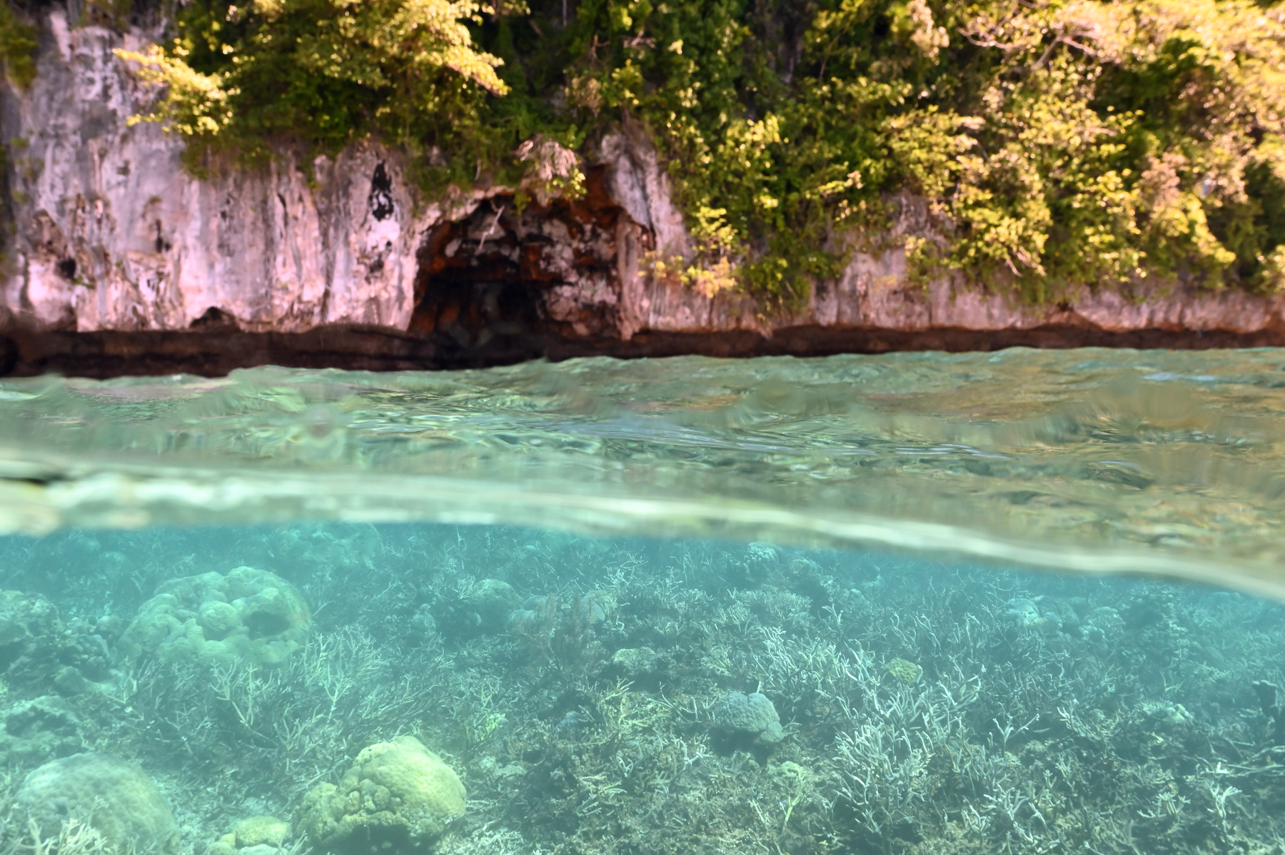 Island_Conservation_half_coral_Holloway_Ulong_2025