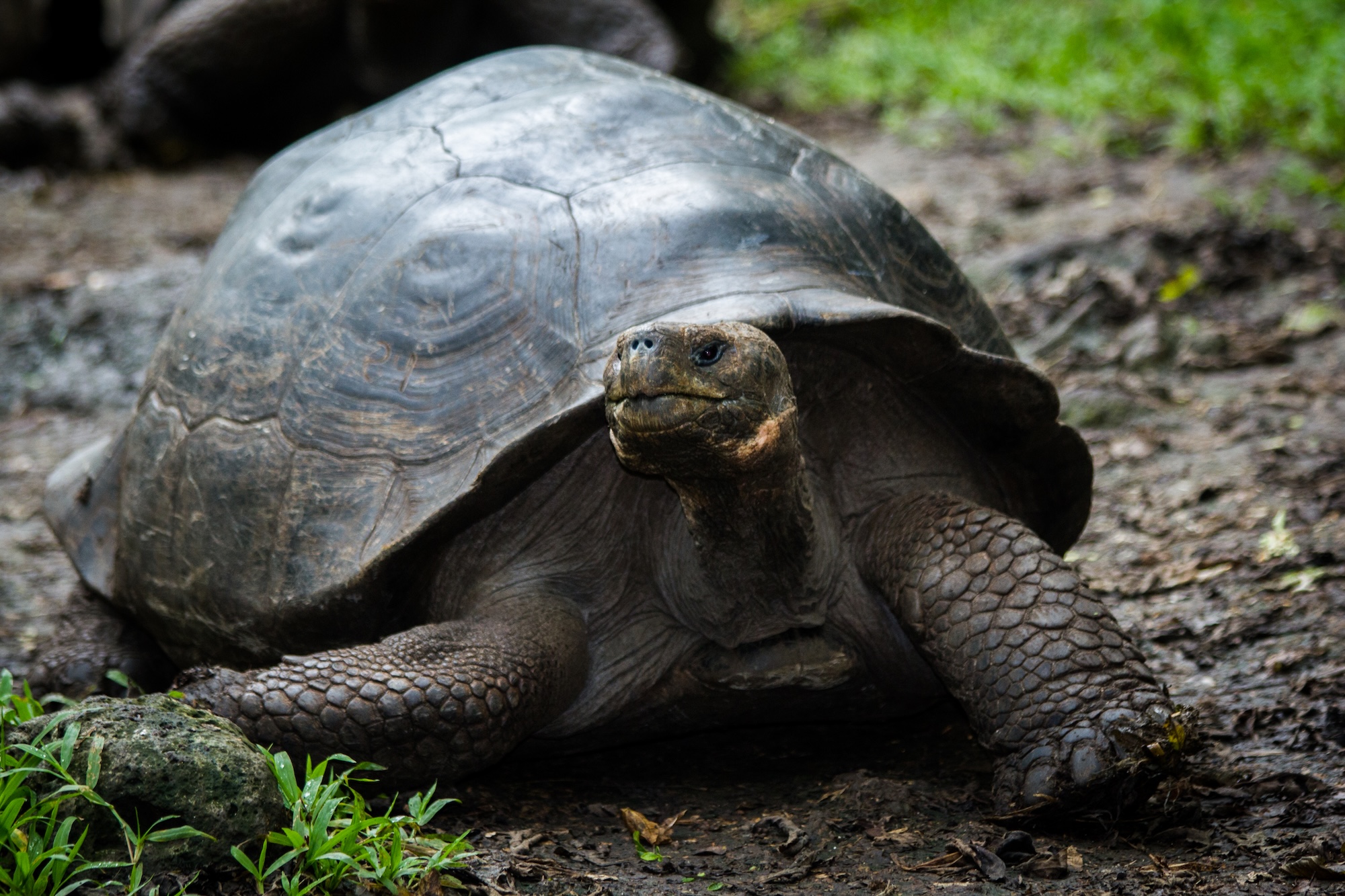 island_conservation_galapagos_tortoise