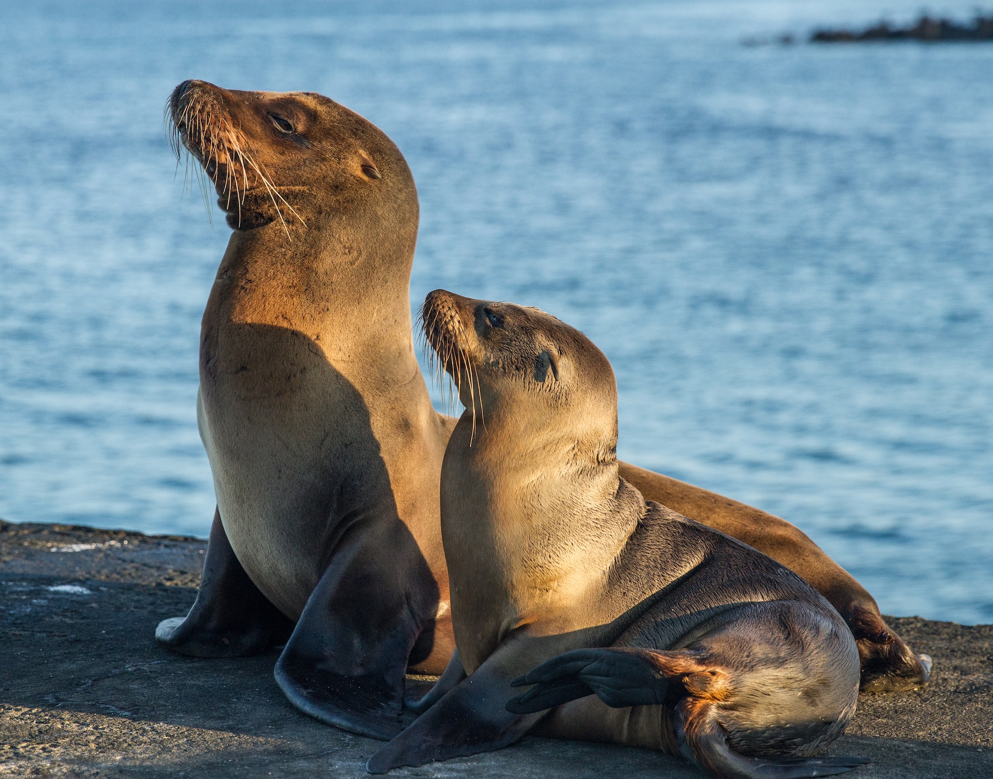 Island_conservation_galapagos_Seal
