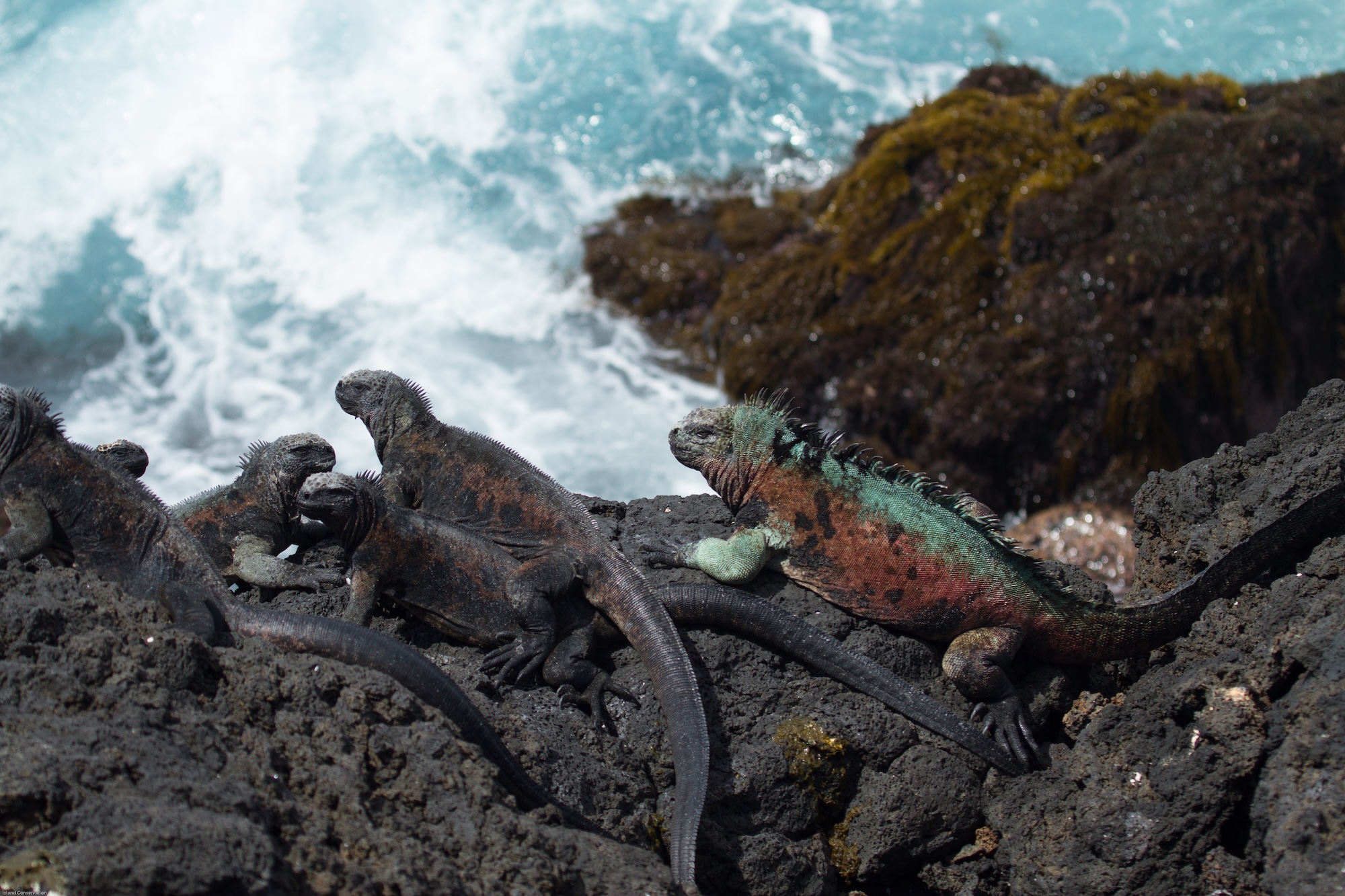 Island_conservation_floreana_iguanas