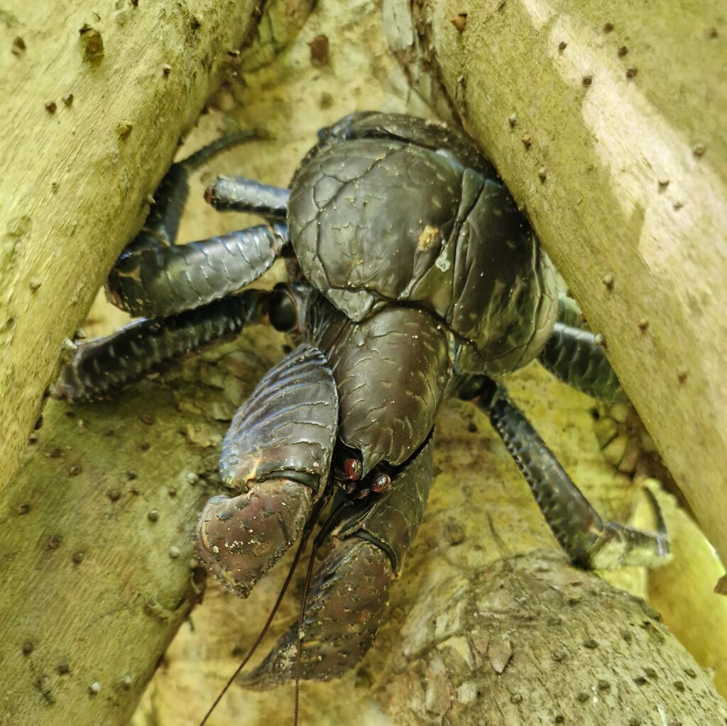 Island_Conservation_Coconut_Crab
