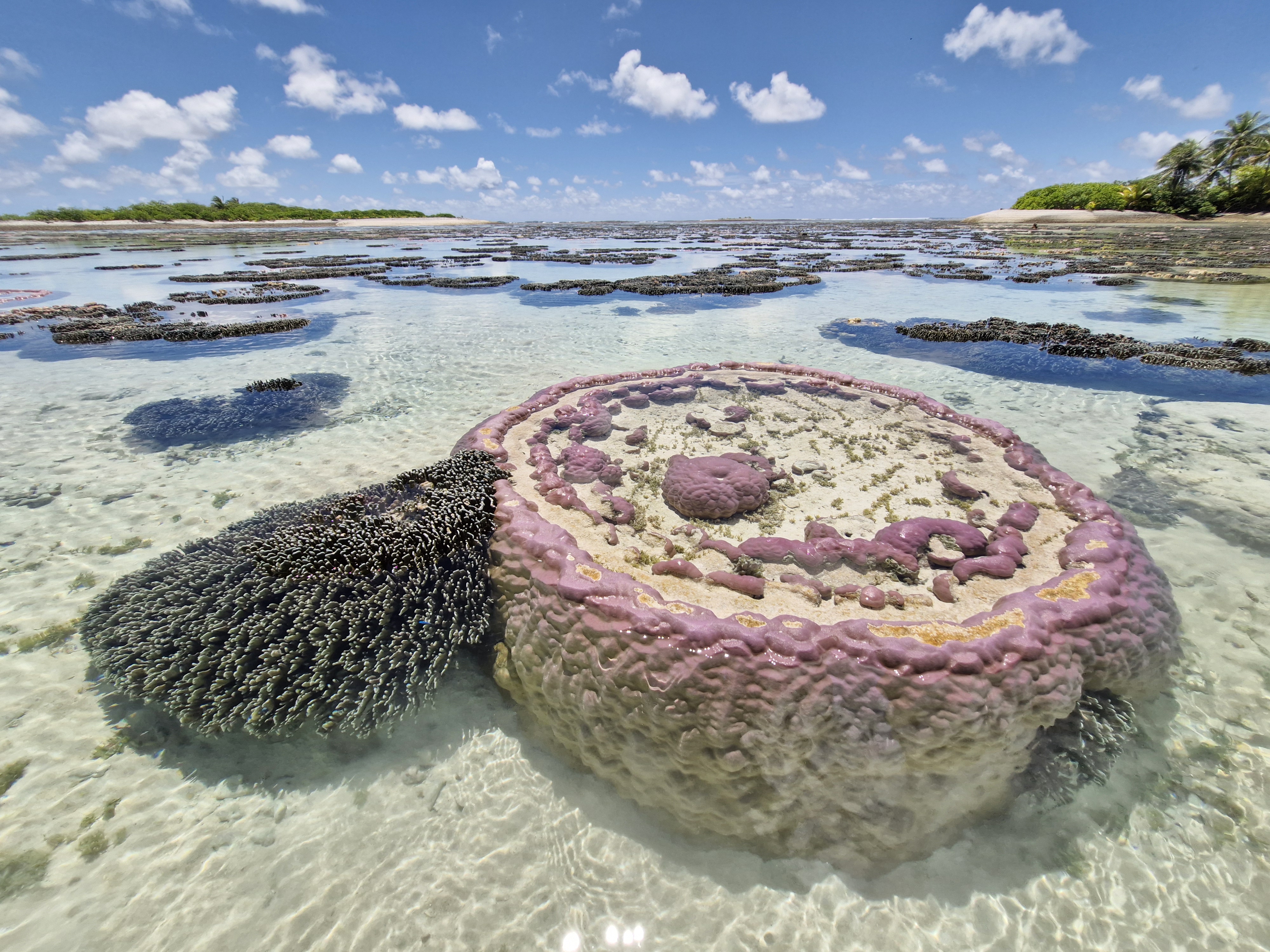 Island_Conservation_Nadikdik_Coral