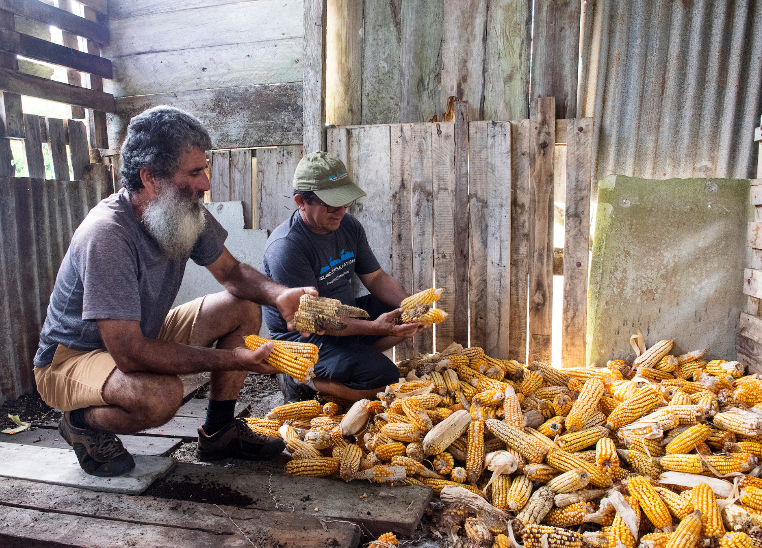 Corn_Floreana Island_Galapagos_Ecuador_Island Conservation