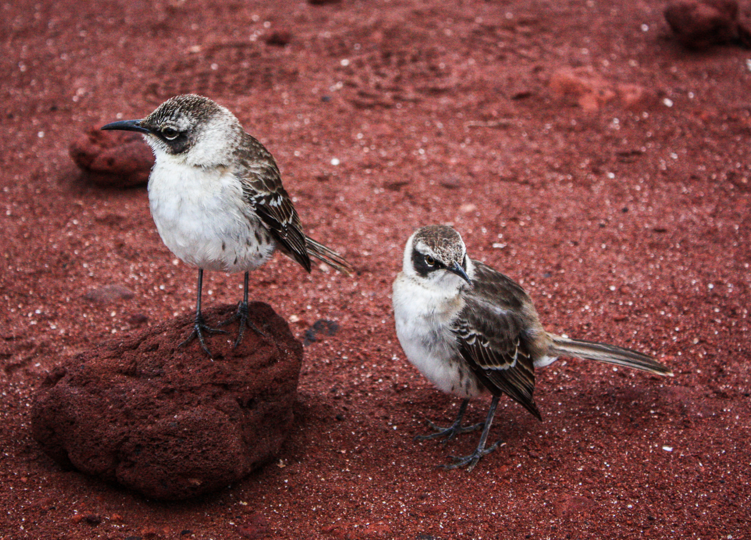 Floreana Mockingbird_Floreana Island_Galapagos_Ecuador_Tommy Hall_Island Conservation