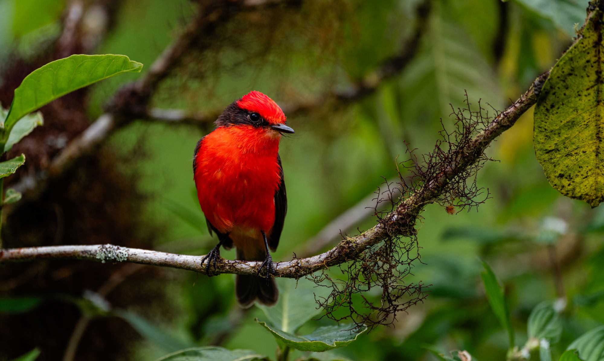 Island-Conservation-Floreana-Flycatcher-Mara-Speece