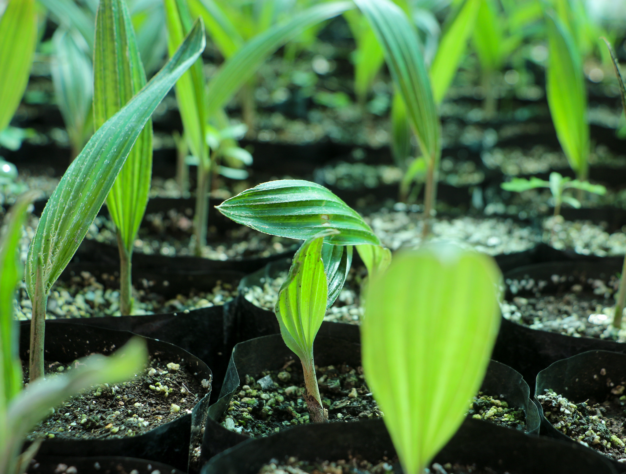 Island_Conservation_Franklinia_Seedlings_robinson_crusoe