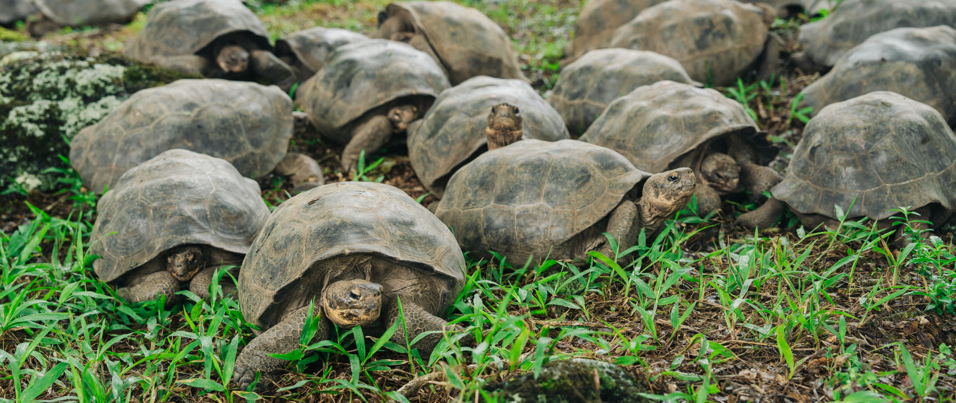 A Homecoming for Floreana