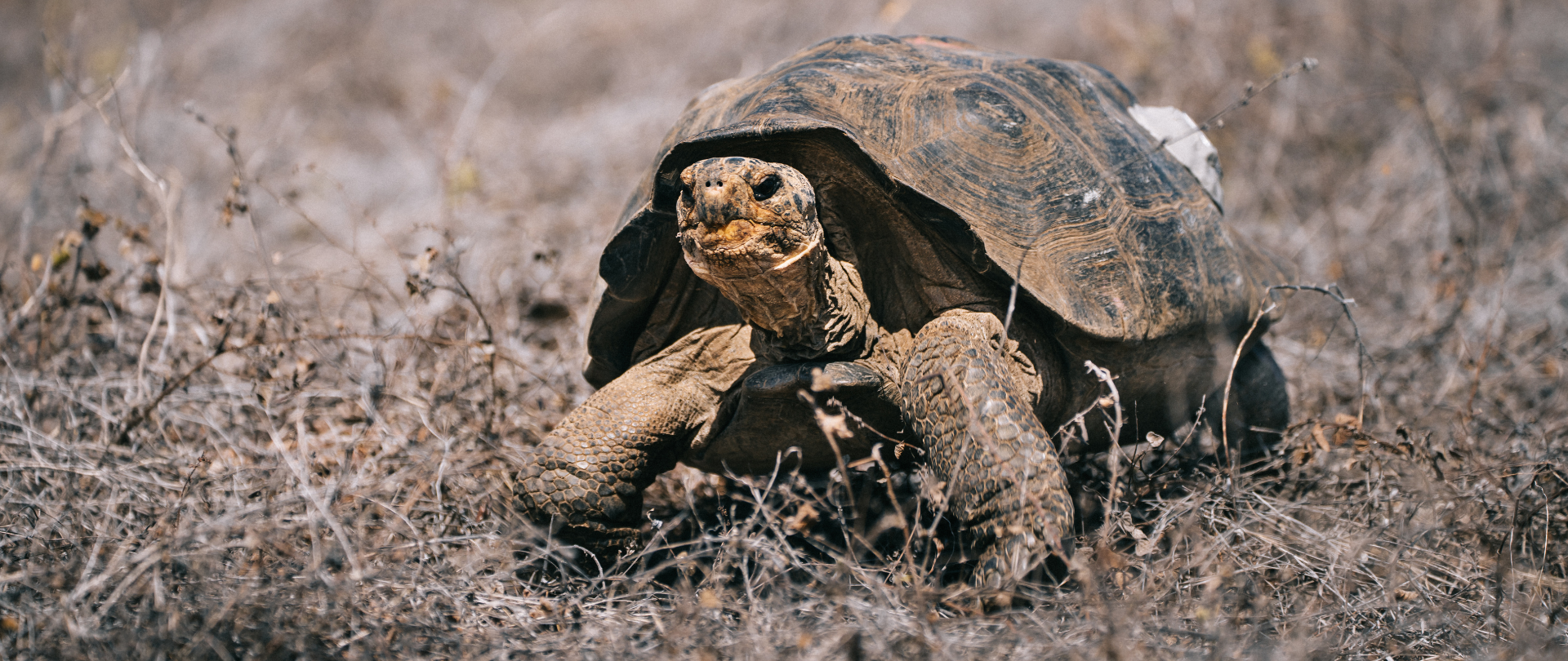 Island_Conservation_Floreana_Homecoming_tortoise