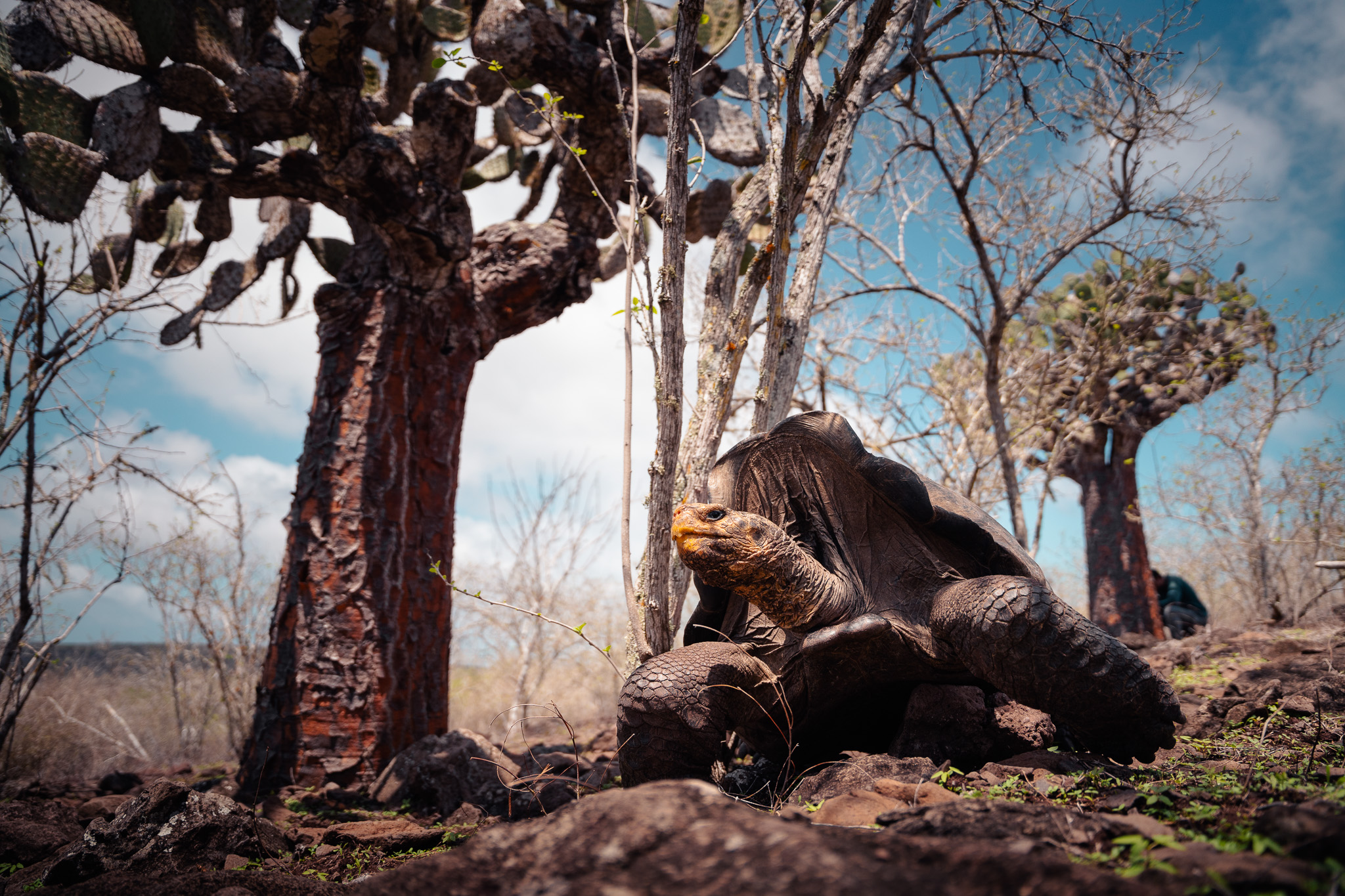 Press Release: 158 Endangered Tortoises Released onto Floreana Island, Galápagos for First Time in over 180 Years