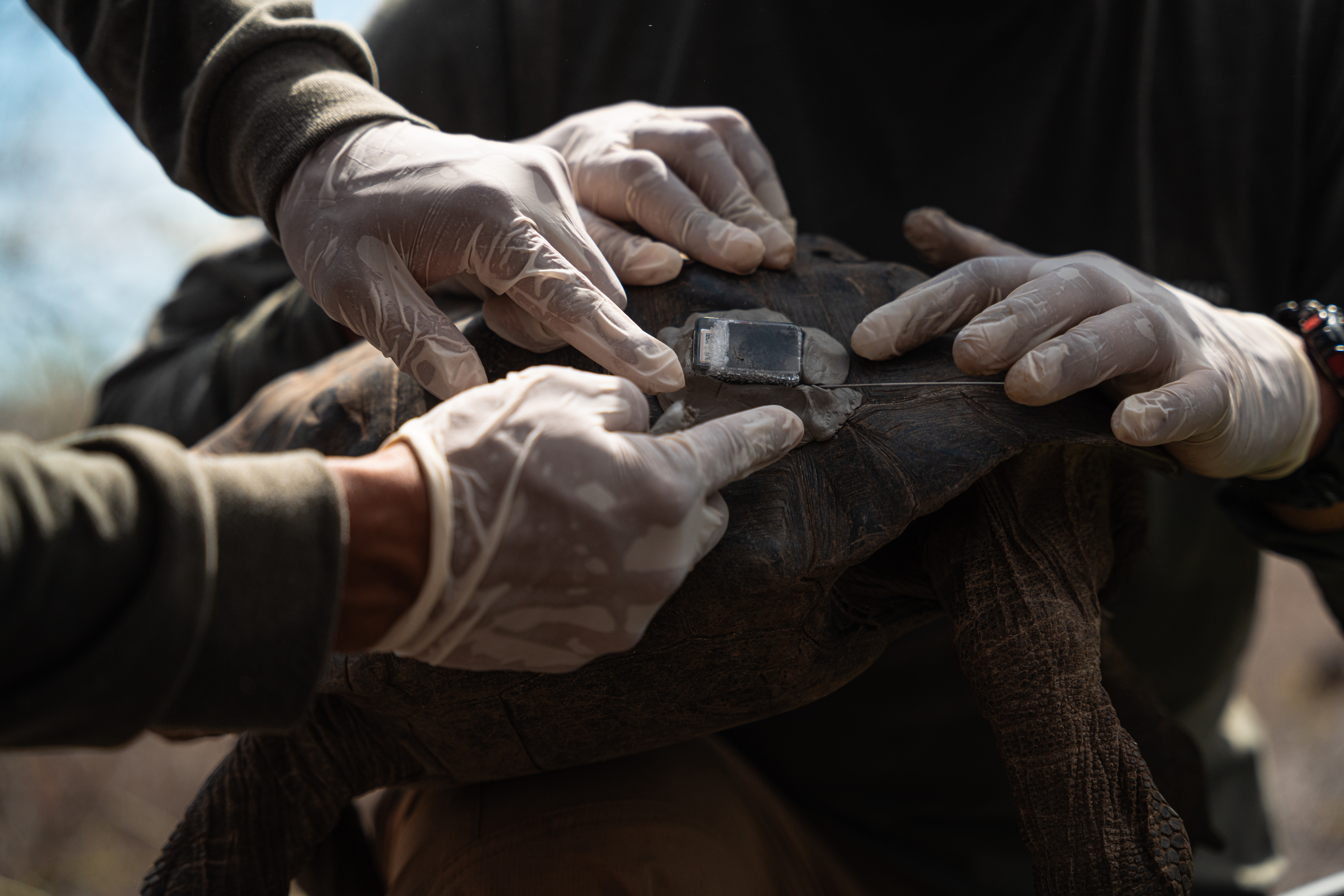 Island_Conservation_Floreana_Tortoises_Homecoming