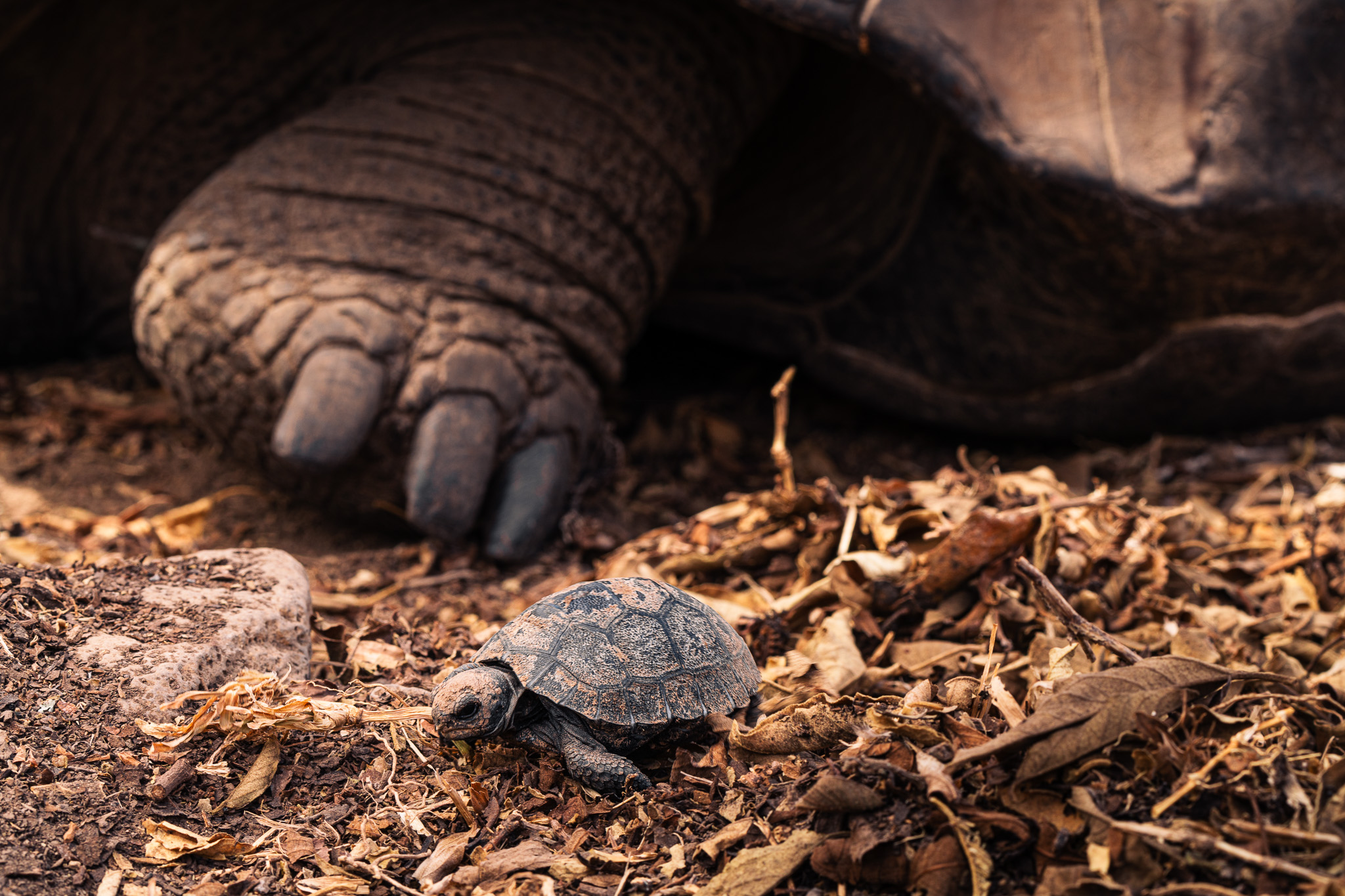 Island_Conservation_Baby_tortoise_CarlosEspinosa
