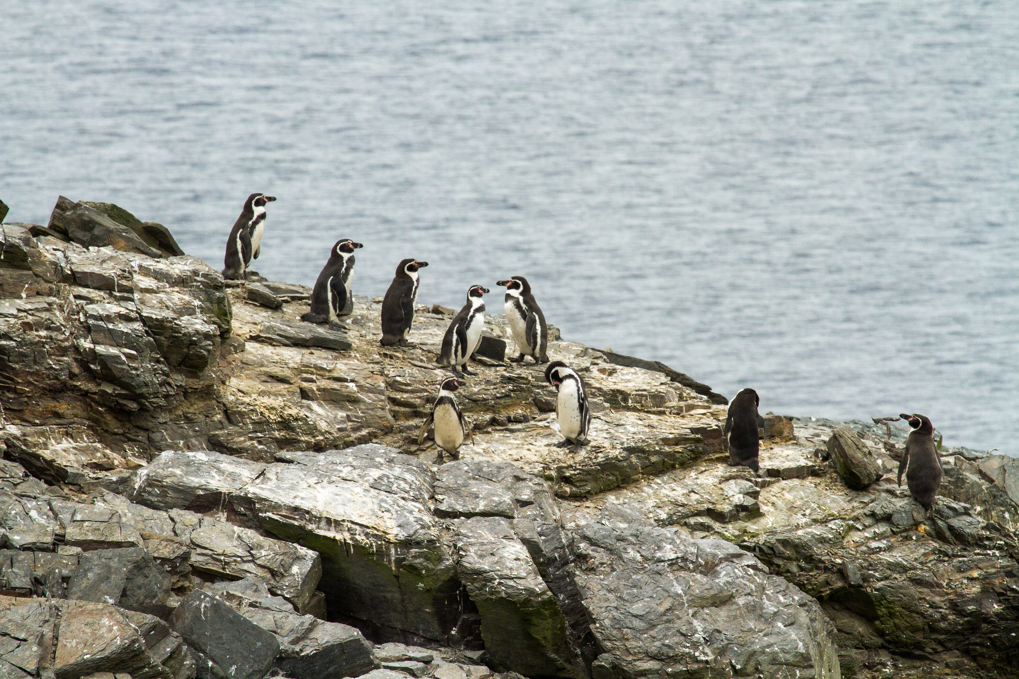 Chile’s Penguin Islands: A Future of Flourishing Wildlife on Huevos and Cachagua