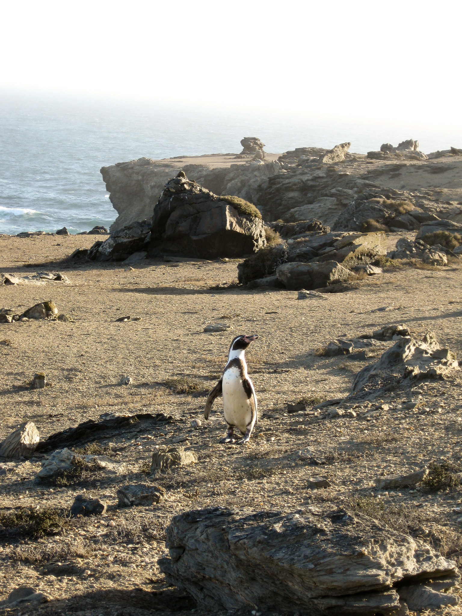 Island_Conservation_Humboldt Penguin