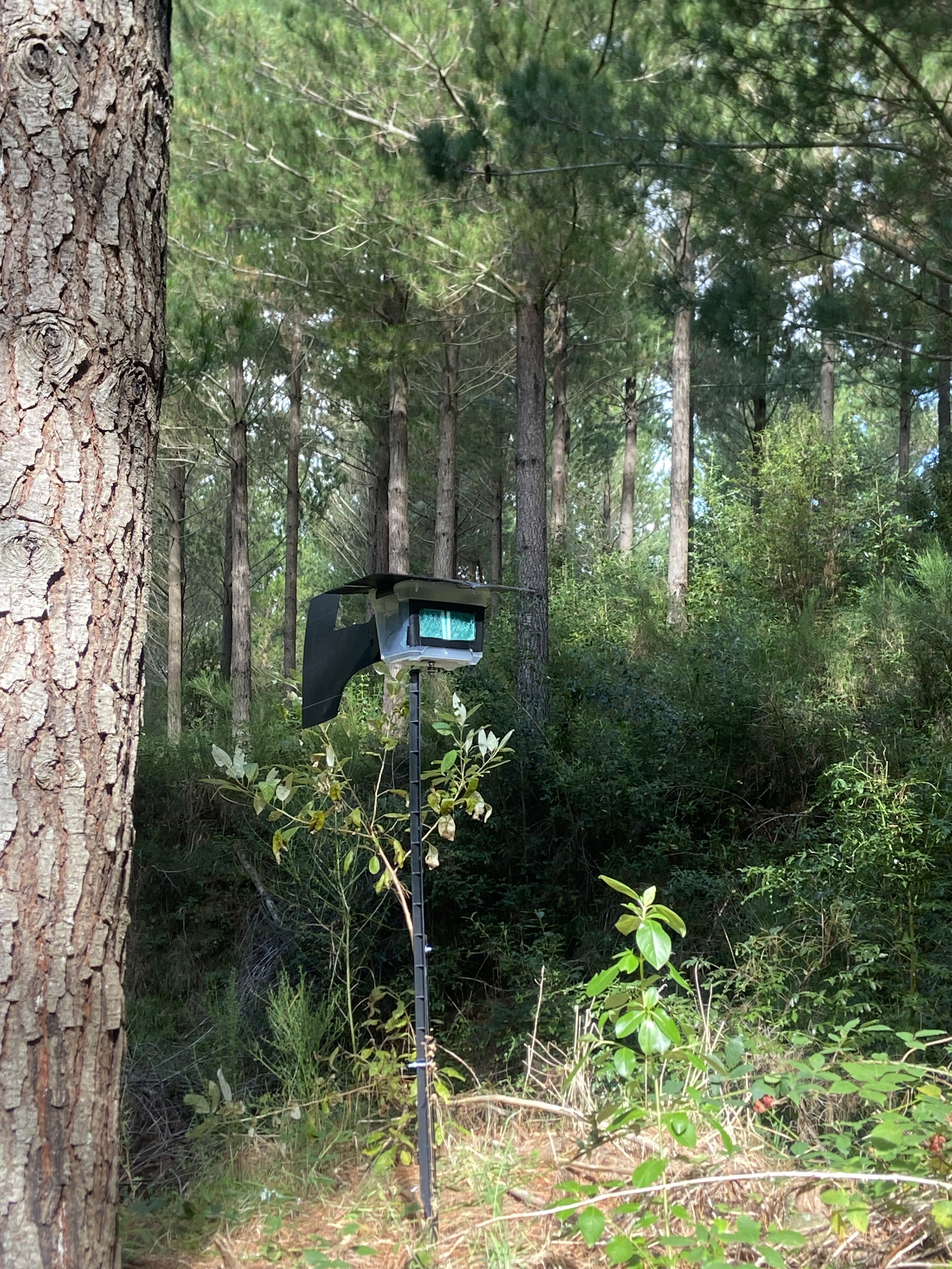 Island_Conservation_eDNA_kaingaroa (2) A sampler collecting environmental DNA from the air in Kaingaroa Forest, Rotorua, New Zealand.