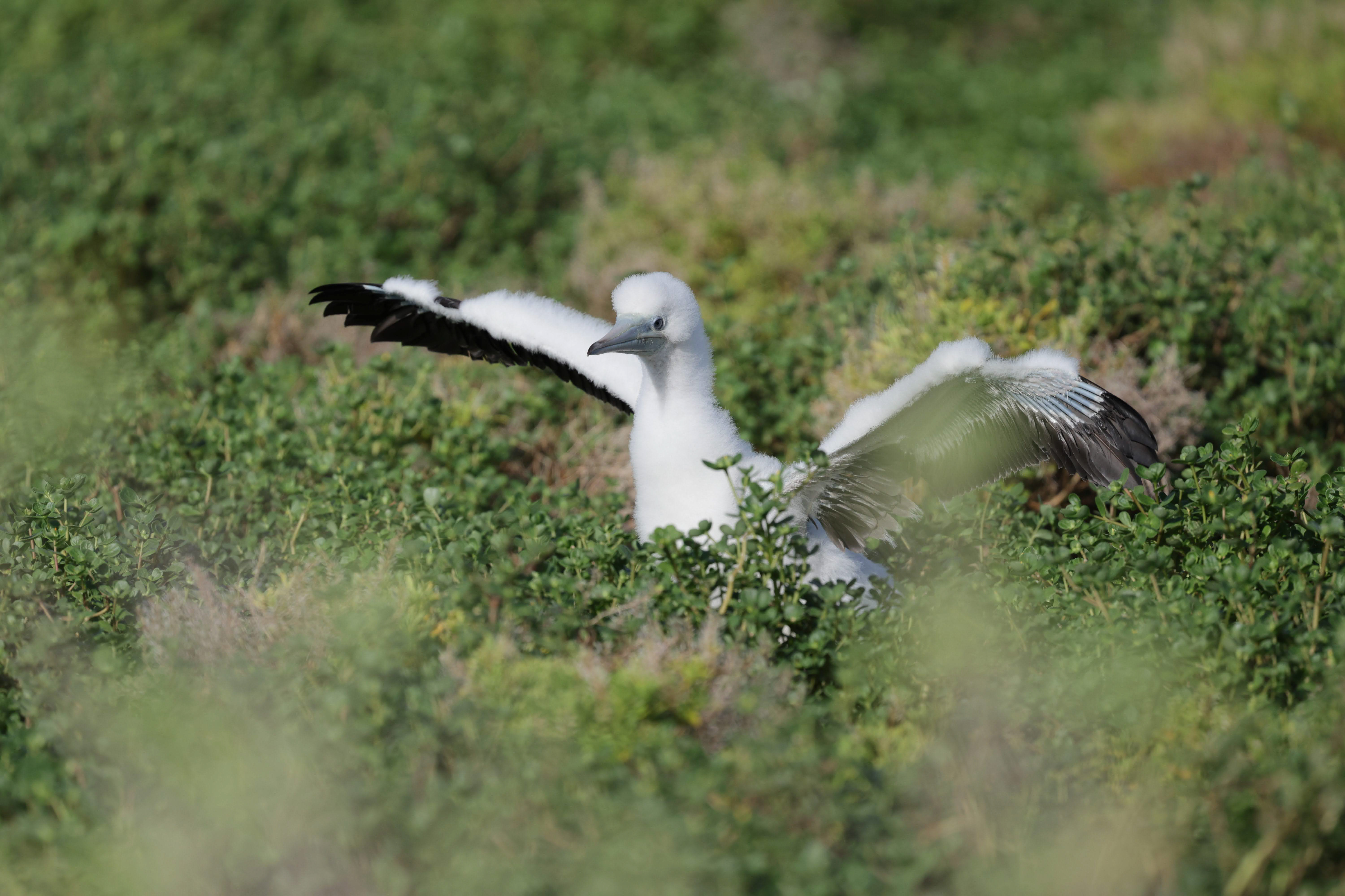 Island_Conservation_wake_brown_booby A juvenile Brown Booby is now safe to fledge on Wake. Photo Credit: Tommy Hall
