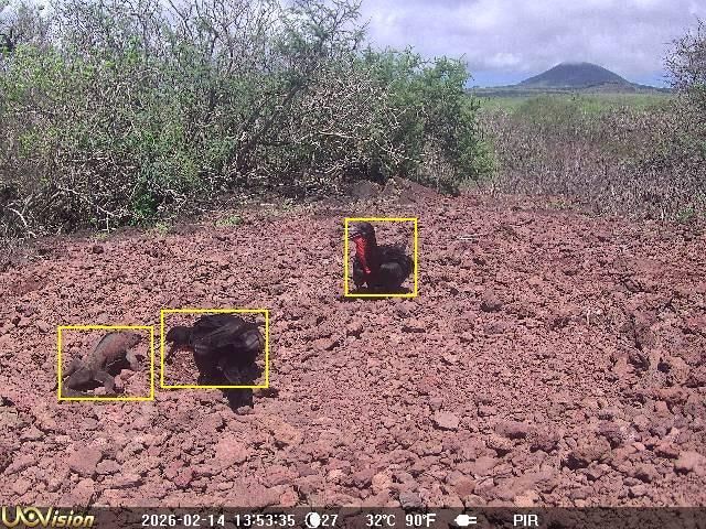 Island_Conservation_Smart_Islands_Monitoring_frigatebirds