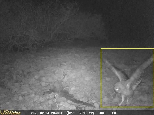 Island_Conservation_Smart_Islands_Monitoring_owl