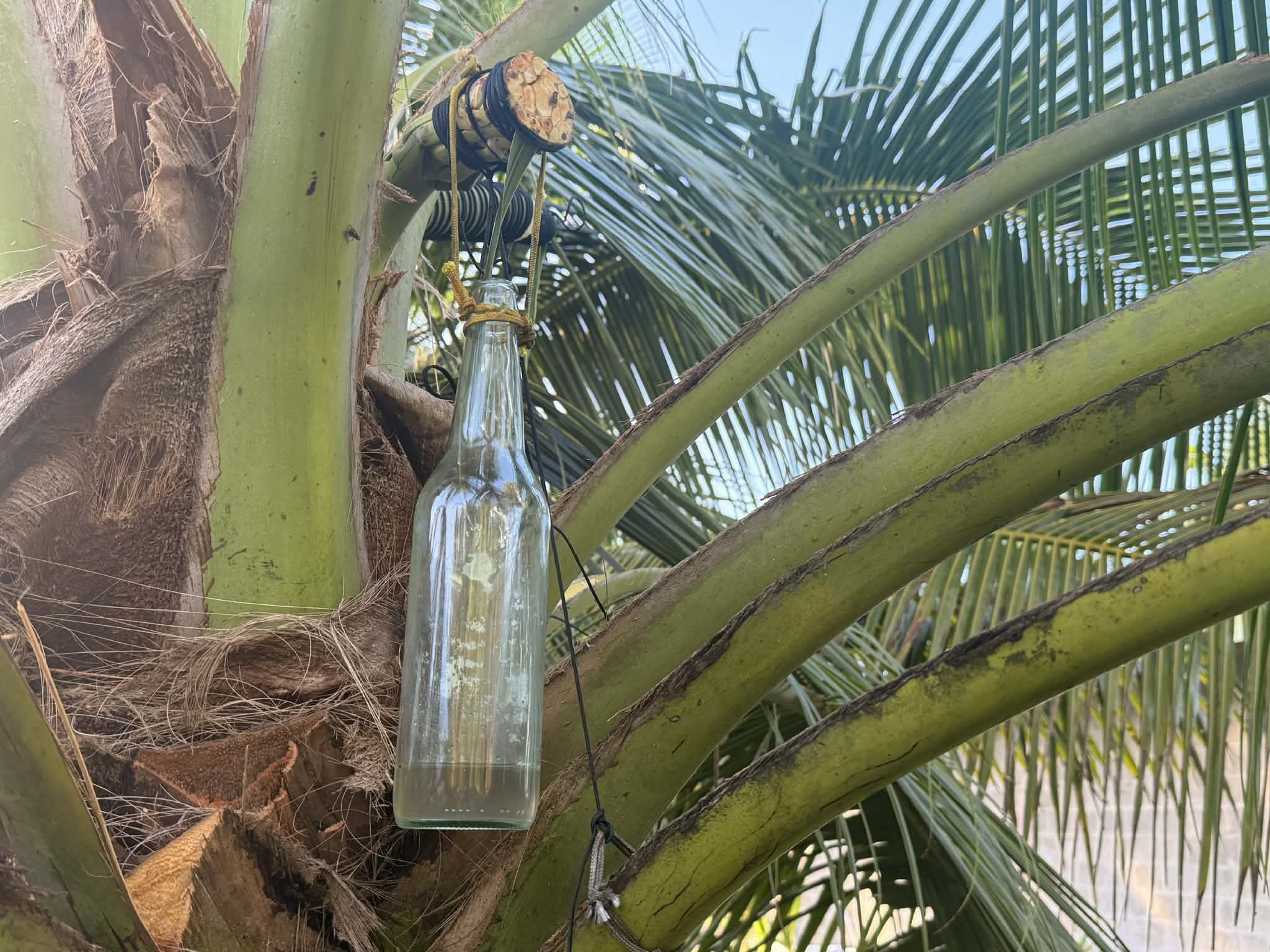 Island_Conservation_niulakita_toddy_1 Toddy collection. Bottles suspended from the cut fruiting branch of a coconut tree