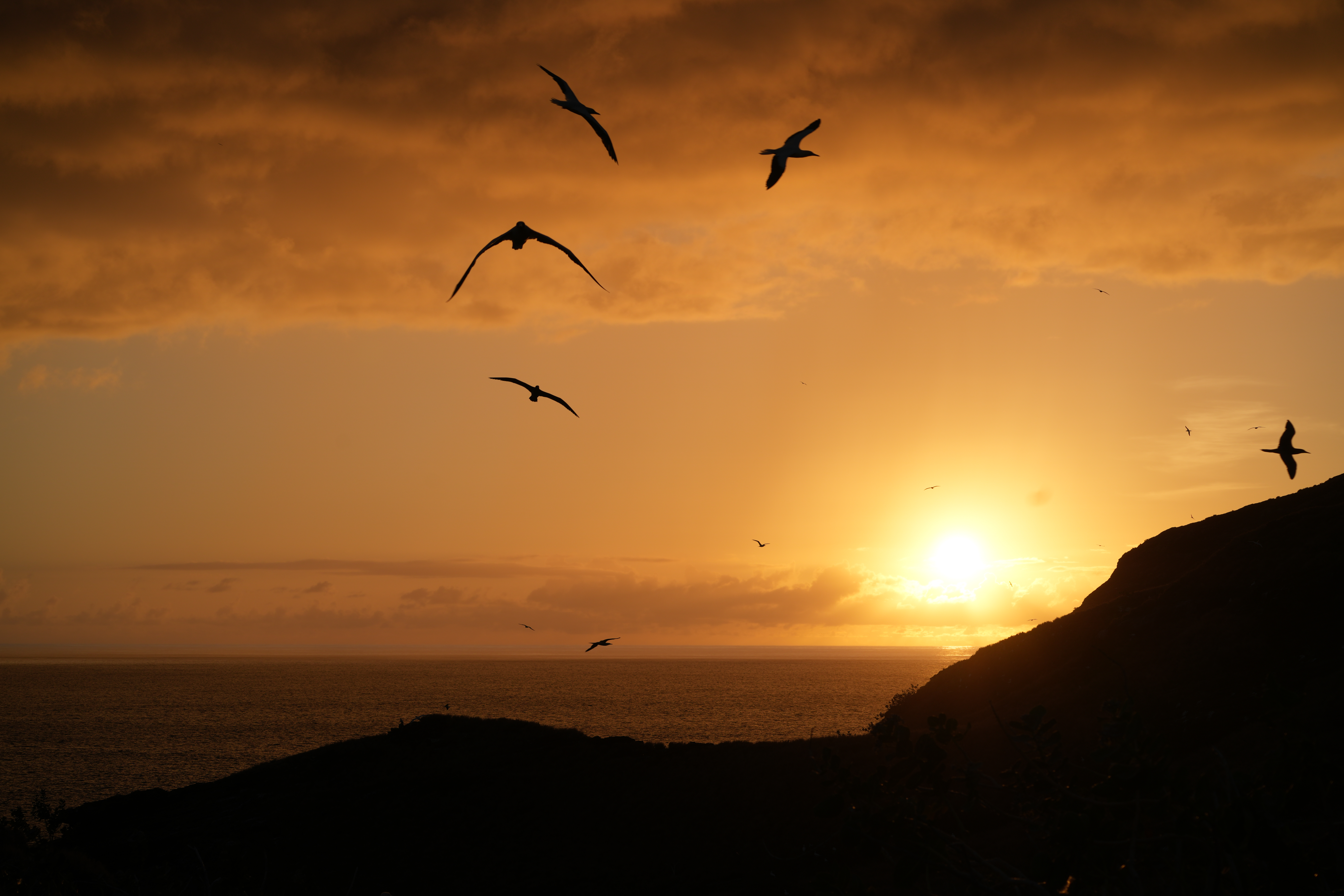 Island-Conservation-Island-Ocean-Connnection-Challenge-Lehua