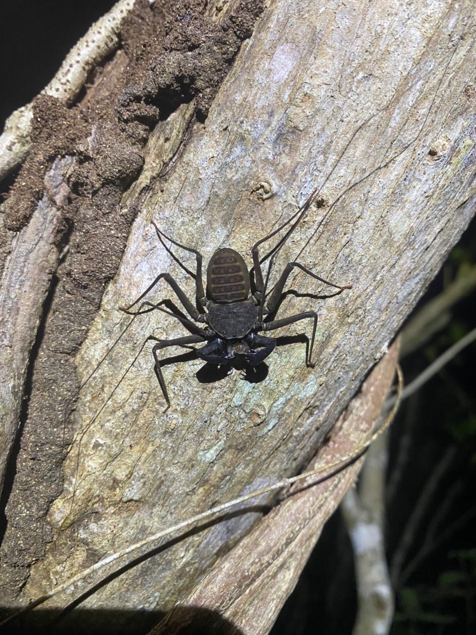 Island_Conservation_Savana_whip_Scorpion