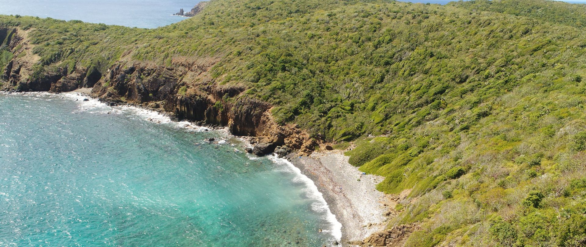 Seabirds, Native Plants, and the Endangered Virgin Islands Tree Boa Set to Thrive Thanks to U.S. Virgin Islands Restoration Project