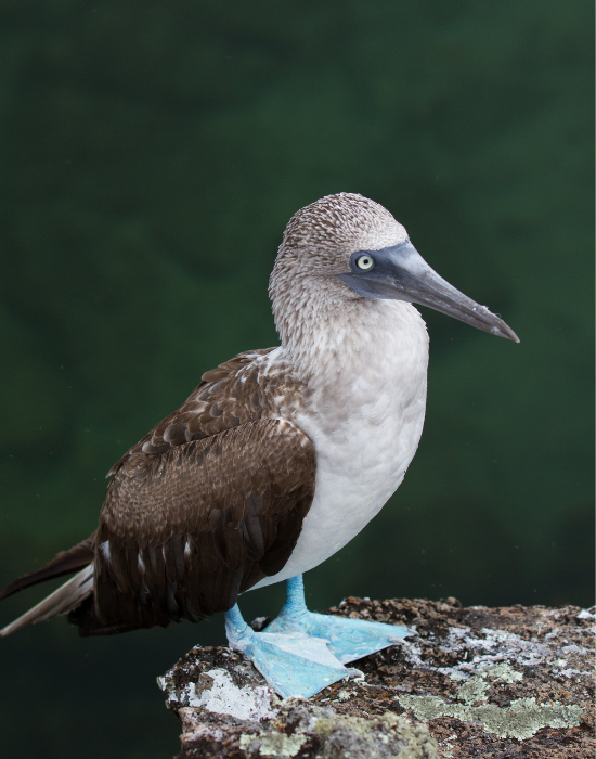 Island-Conservation-Blue-Footed-Booby-Coconut-Crab-Galapagos-Marine-Iguana-Connector-Species