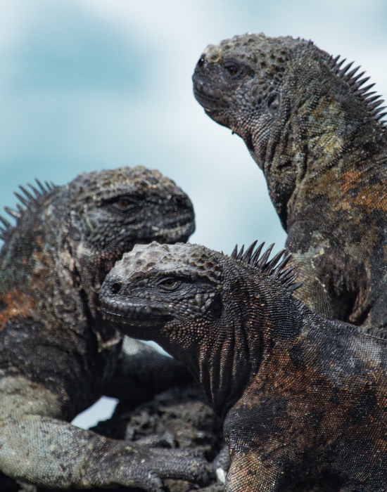 Island-Conservation-Galapagos-Marine-Iguana-Connector-Species Island Conservation Galapagos Marine Iguana Connector Species