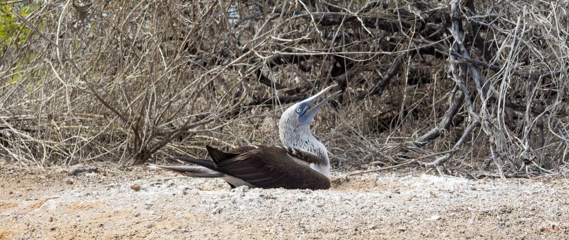 Island-Conservation-blue-footed-booby-coconut-crab-marine-iguana-connector-species Island Conservation Blue-footed Booby ground nest