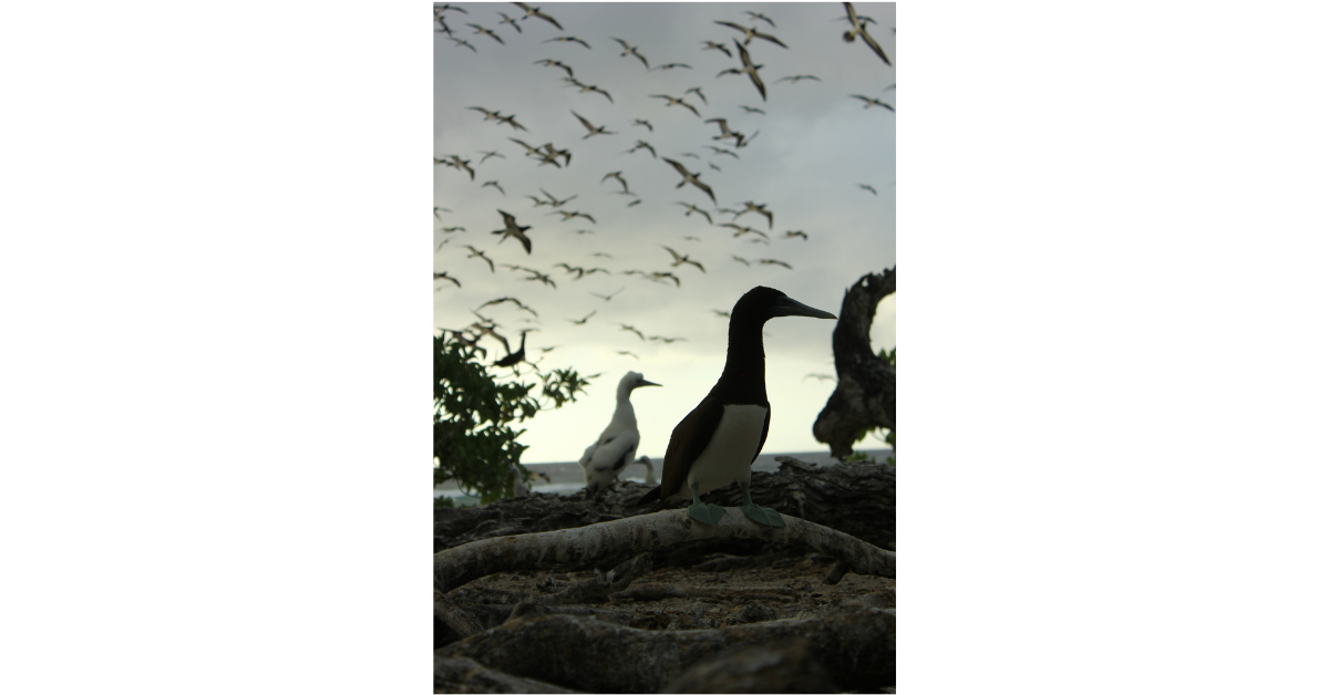 Island-Conservation-Field-Notes-Sonsorol(1)