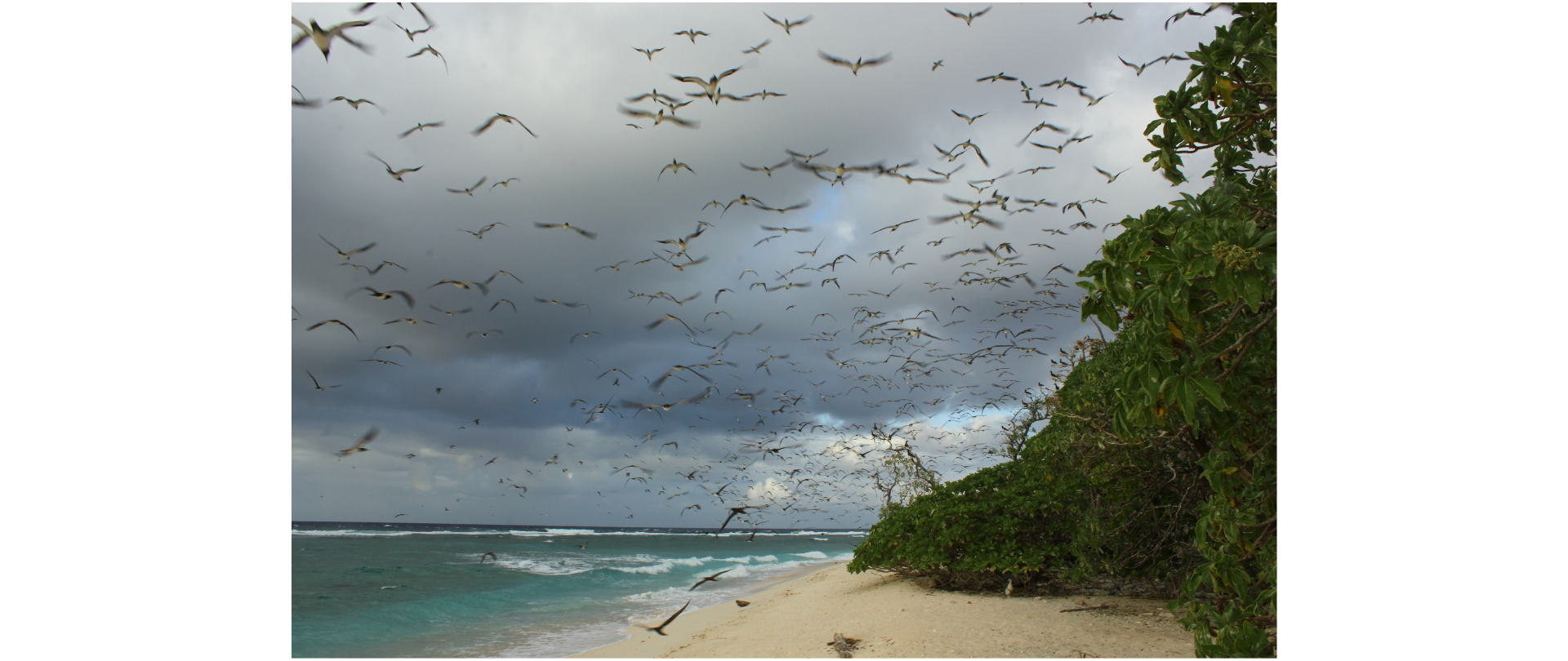 Island-Conservation-Sonsorol-Linden-Brown(2)